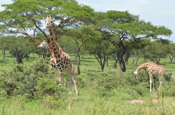 istock Giraffes grazing in a lush savanna 2170306500