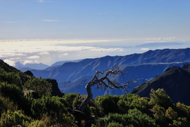 A stunning view of a rugged mountain landscape with a solitary twisted tree in the foreground and a clear blue sky above.