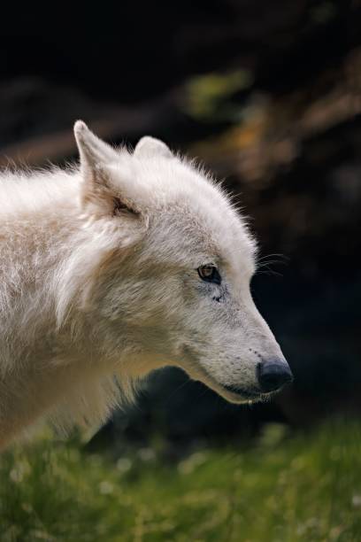 wolf in de sneeuw