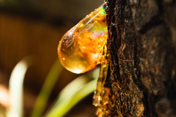 istock Golden resin drips from a tree trunk. Sunlight catches the droplet, creating a rainbow-like effect 2170307411