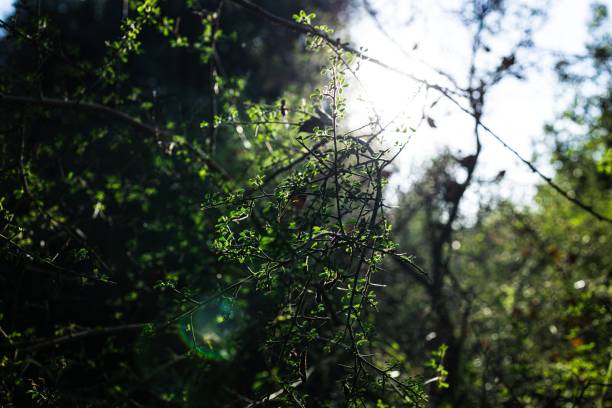 istock Sunlight filters through dense foliage with tangle of branches and leaves 2170307425