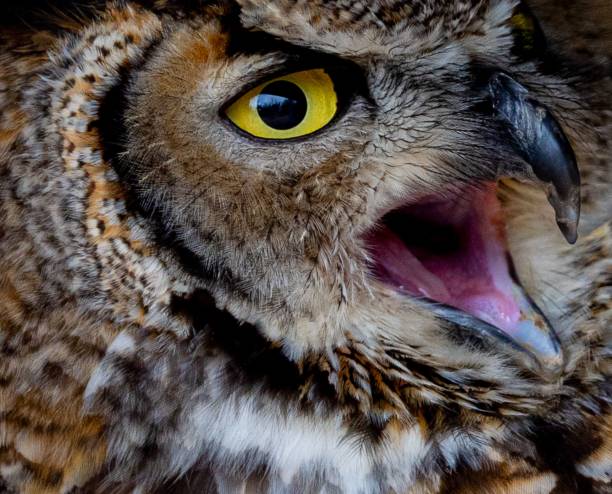 istock Close-up of a great horned owl with open beak 2170307442