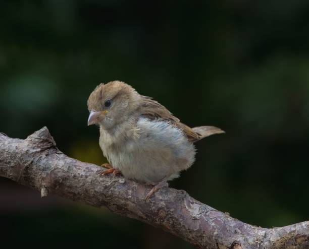 istock Close-up of a small bird perched on a branch. 2170307456