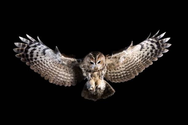 istock Tawny owl in flight against a black background, showcasing its wings spread wide and sharp details. 2170307667