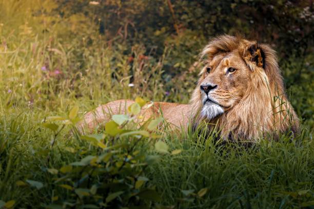 istock Majestic Male Lion Resting in Tall Grass 2170307803