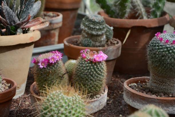 istock Cacti in terracotta pots with blooming pink flowers 2170307819