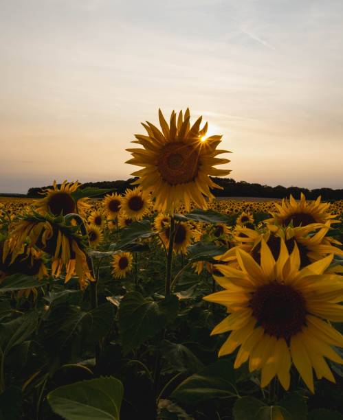 istock Vertical view of a vibrant sunflower field stretches under a sunset sky 2170307861