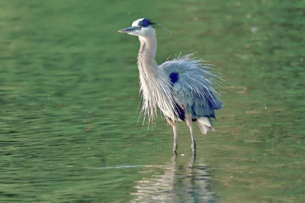 istock Great blue heron with ruffled feathers in shallow water 2170307933