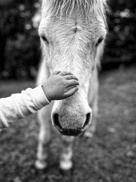 istock Child touching a white horse's nose in black and white. 2170308018