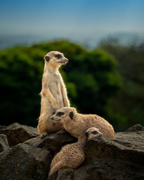 istock Meerkats on rocks with green background 2170308110