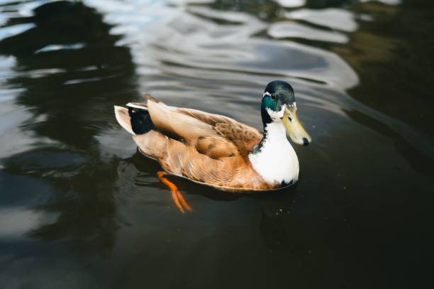 istock Duck swimming in a calm pond 2170308122