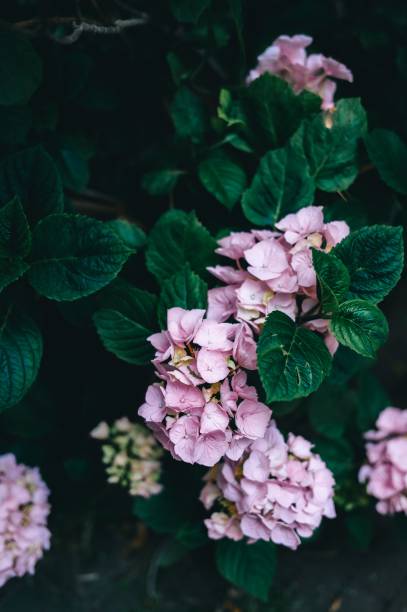 istock Pink hydrangea flowers in a garden 2170308139