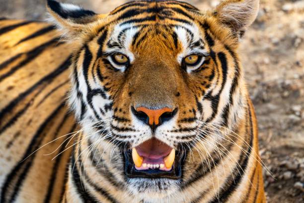 istock The eye of the tiger 2170308203