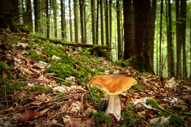 Hunting for porcini mushrooms in a coniferous forest in autumn.