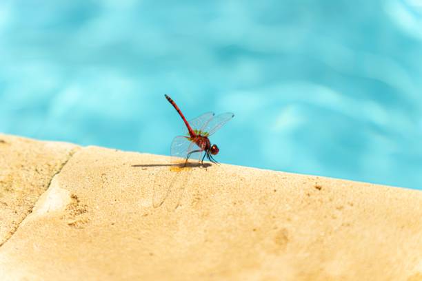 A red dragonfly on the border of a swimming pool, with contrast of blue color and yellow