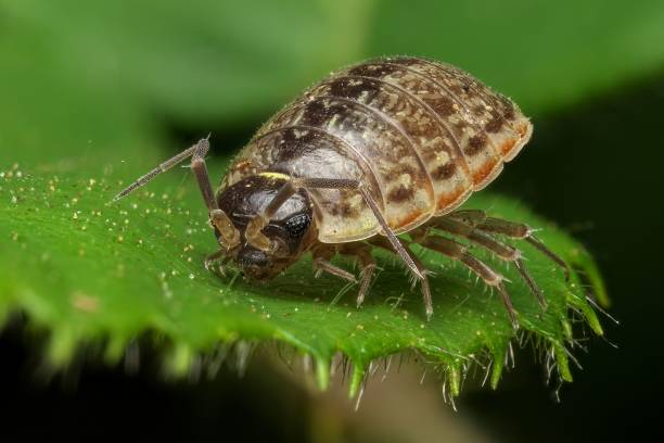 istock Macro shot of a pill bug on a green leaf 2170308236