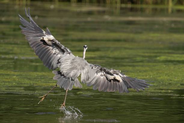 istock Grey heron landing on water with wings spread. 2170308286