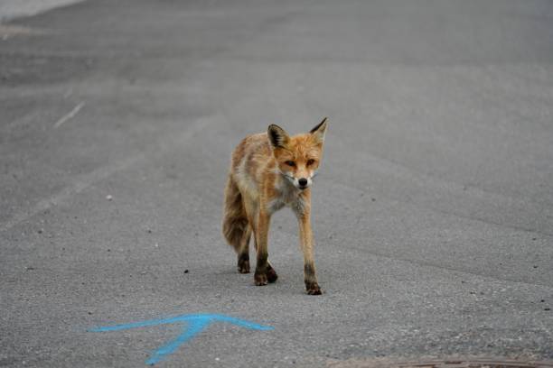 istock Fox walking on an asphalt road with a blue arrow marking on the ground. 2170308510
