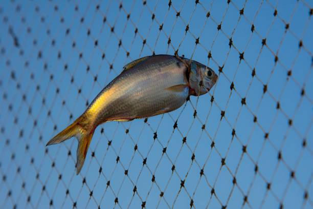 Beautiful Single Fish with Golden Tail Trapped in Fishing Net
