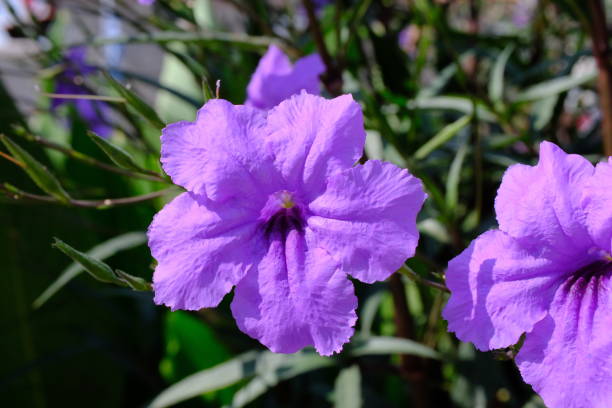 istock Mexican petunia or Mexican bluebell (Ruellia simplex) 2170309203