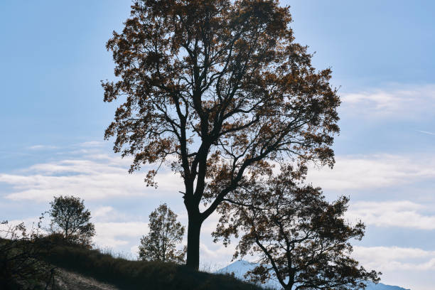 A beautiful silhouette of a large tree standing tall against a bright, clear blue sky during autumn. The branches, create intricate patterns as they stretch upwards.