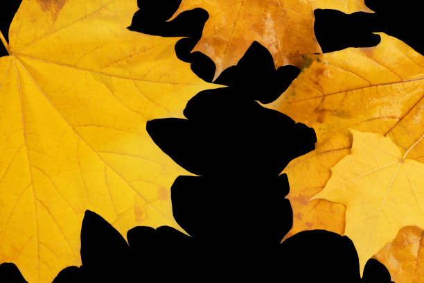 Maple yellow leaves on isolated black background. There is an outline