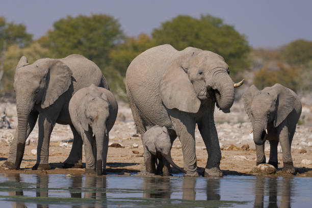 istock African elephant at a waterhole 2170312223