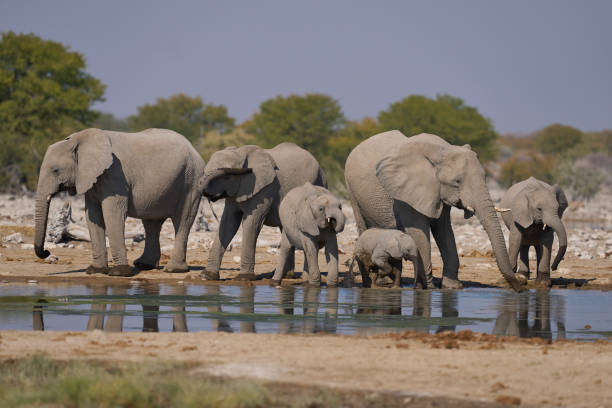 istock African elephant at a waterhole 2170312268
