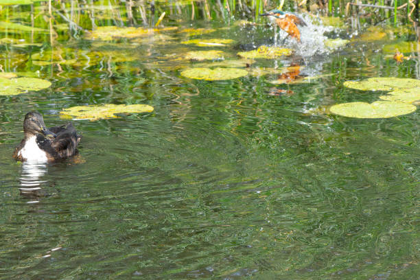 istock A European Kingfisher emerging from a pond without a fish 2170312526