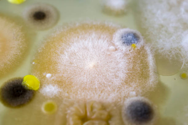 Testing air quality: Various bacterial and mold colonies cultivated from indoor air on a Petri dish.