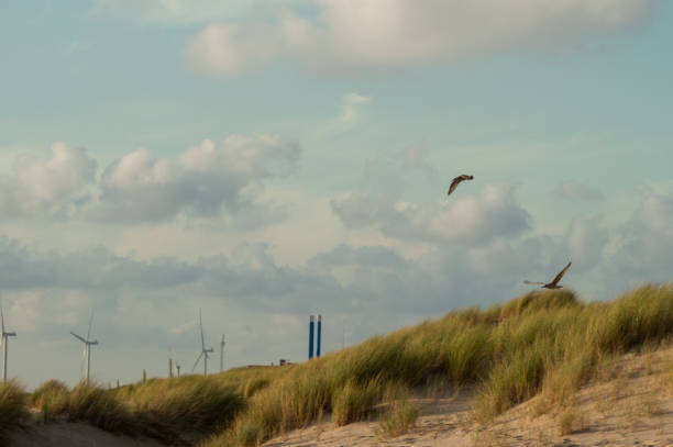 seagull is flying on the beach
