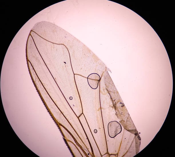 istock Mourning Floater fly wings under magnifying glass. Microscope picture. 2170316082
