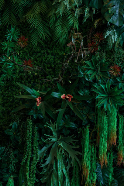 istock abstract green leaf texture, tropical leaf foliage nature dark green background 2170317942