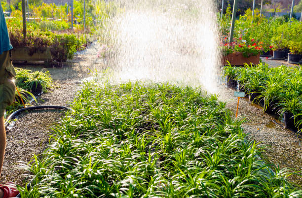 Watering plants in a  greenhouse