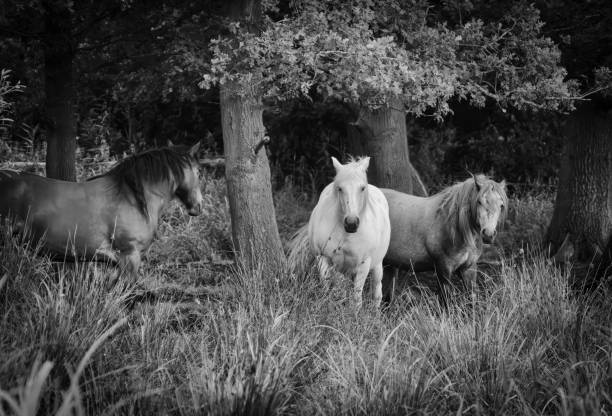 Horses under a tree in Woodwalton Fen, Cambridgeshire