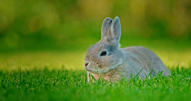 istock A rabbit sits on a green meadow illuminated by the evening sun. 2170320750