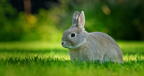 A cute gray rabbit sits attentively on a lush green lawn with a blurred natural background, creating a peaceful outdoor scene. stock photo