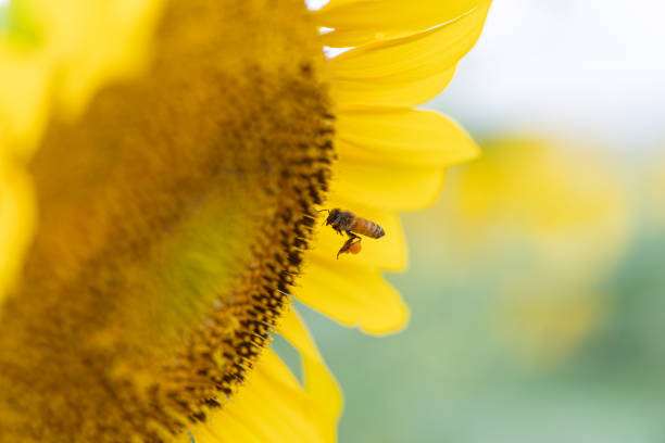 Sunflower field in full bloom