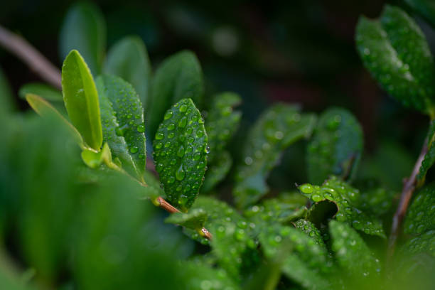 leaves wet in the rain