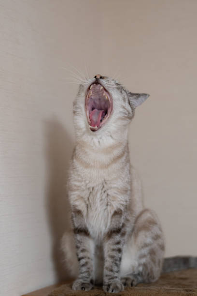 istock A cute cat sitting and yawning 2170322709