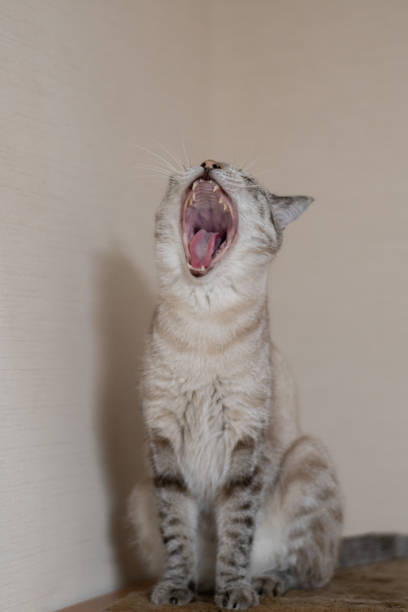 istock A cute cat sitting and yawning 2170322784