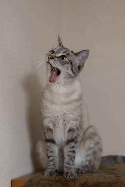 istock A cute cat sitting and yawning 2170322801