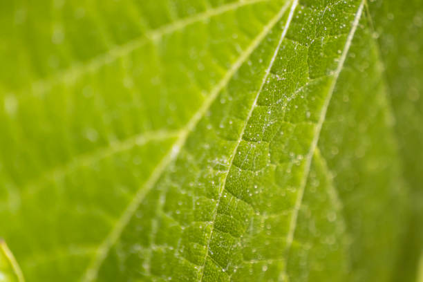 A detailed close-up of vibrant green leaf texture with visible veins, illuminated by sunlight, representing natural beauty and the intricate details of plant life.
