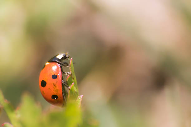 istock a ladybug in the garden colorful during summer 2170326455