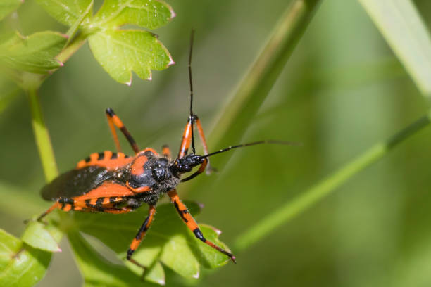istock A bug is waiting for the pray in the grass a closeup detailed 2170327880