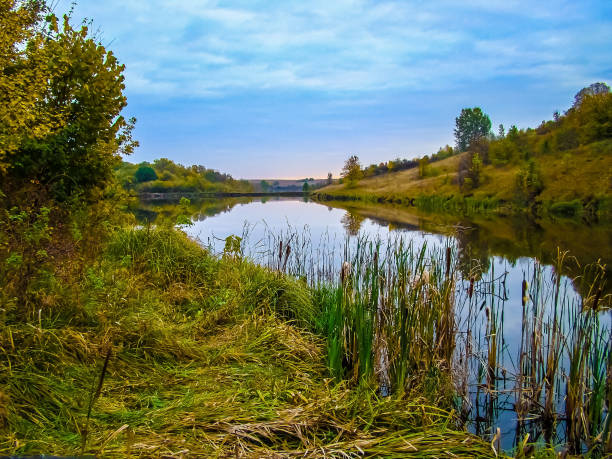 River in forest