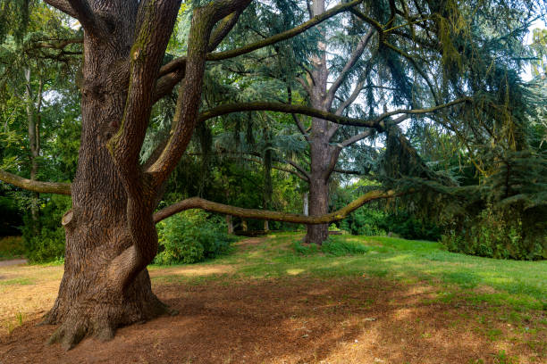 a large tree with a trunk that is twisted and has moss growing on it