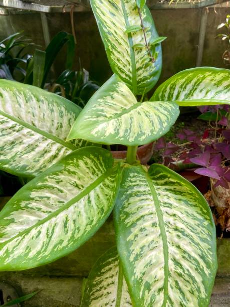 istock Dieffenbachia seguine plant growing indoors 2170331311