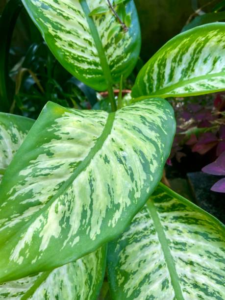 istock Dumbcane plant leaves close up 2170331313