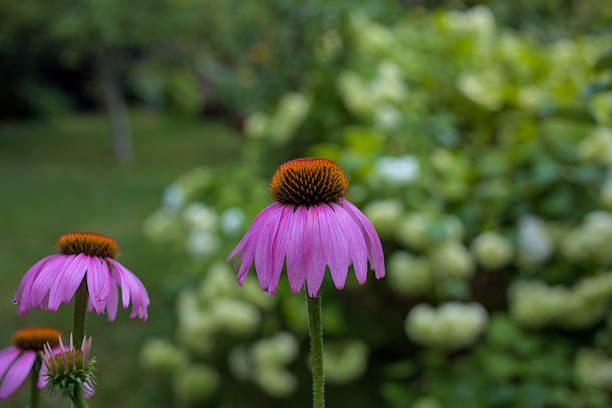 Beautiful pink Echinacea flower blooming outdoors, closeup